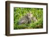 Fishing cat with kitten, 4 weeks, in wetlands, Bangladesh-Paul Williams-Framed Photographic Print