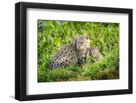 Fishing cat with kitten, 4 weeks, in wetlands, Bangladesh-Paul Williams-Framed Photographic Print