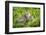 Fishing cat with kitten, 4 weeks, in wetlands, Bangladesh-Paul Williams-Framed Photographic Print