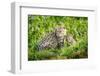 Fishing cat with kitten, 4 weeks, in wetlands, Bangladesh-Paul Williams-Framed Photographic Print