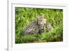 Fishing cat with kitten, 4 weeks, in wetlands, Bangladesh-Paul Williams-Framed Photographic Print