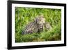 Fishing cat with kitten, 4 weeks, in wetlands, Bangladesh-Paul Williams-Framed Photographic Print