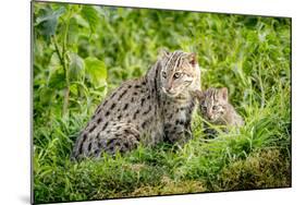 Fishing cat with kitten, 4 weeks, in wetlands, Bangladesh-Paul Williams-Mounted Photographic Print