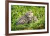 Fishing cat with kitten, 4 weeks, in wetlands, Bangladesh-Paul Williams-Framed Photographic Print