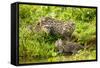 Fishing cat with two kittens, learning to hunt, Bangladesh-Paul Williams-Framed Stretched Canvas