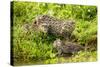 Fishing cat with two kittens, learning to hunt, Bangladesh-Paul Williams-Stretched Canvas