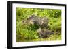 Fishing cat with two kittens, learning to hunt, Bangladesh-Paul Williams-Framed Photographic Print
