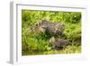 Fishing cat with two kittens, learning to hunt, Bangladesh-Paul Williams-Framed Photographic Print