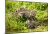 Fishing cat with two kittens, learning to hunt, Bangladesh-Paul Williams-Mounted Photographic Print