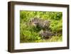 Fishing cat with two kittens, learning to hunt, Bangladesh-Paul Williams-Framed Photographic Print