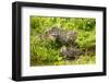 Fishing cat with two kittens, learning to hunt, Bangladesh-Paul Williams-Framed Photographic Print