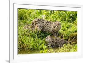 Fishing cat with two kittens, learning to hunt, Bangladesh-Paul Williams-Framed Photographic Print