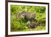 Fishing cat with two kittens, learning to hunt, Bangladesh-Paul Williams-Framed Photographic Print