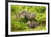 Fishing cat with two kittens, learning to hunt, Bangladesh-Paul Williams-Framed Photographic Print