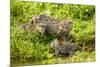 Fishing cat with two kittens, learning to hunt, Bangladesh-Paul Williams-Mounted Photographic Print