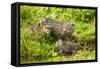 Fishing cat with two kittens, learning to hunt, Bangladesh-Paul Williams-Framed Stretched Canvas