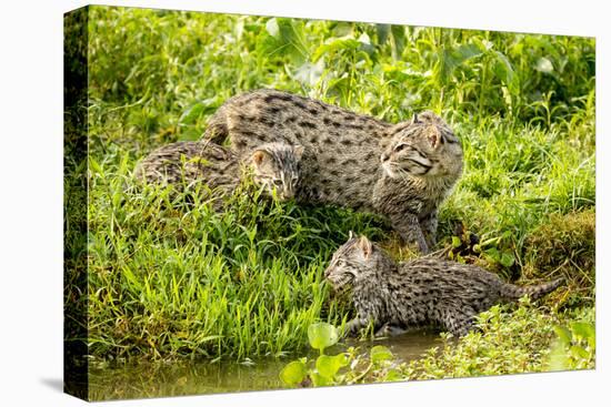 Fishing cat with two kittens, learning to hunt, Bangladesh-Paul Williams-Stretched Canvas