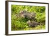 Fishing cat with two kittens, learning to hunt, Bangladesh-Paul Williams-Framed Photographic Print