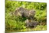 Fishing cat with two kittens, learning to hunt, Bangladesh-Paul Williams-Mounted Photographic Print