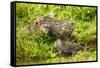 Fishing cat with two kittens, learning to hunt, Bangladesh-Paul Williams-Framed Stretched Canvas