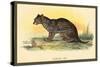 Fishing Cat-Sir William Jardine-Stretched Canvas