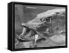 Fishing Catch-null-Framed Stretched Canvas