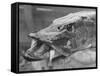 Fishing Catch-null-Framed Stretched Canvas