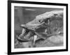 Fishing Catch-null-Framed Photographic Print