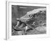 Fishing Catch-null-Framed Photographic Print