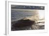 Fishing Cone Geyser with Freezing Mists-Eleanor-Framed Photographic Print