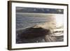 Fishing Cone Geyser with Freezing Mists-Eleanor-Framed Photographic Print