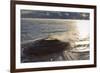 Fishing Cone Geyser with Freezing Mists-Eleanor-Framed Photographic Print