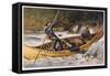 Fishing for Trout in Rapids Canada-Frank Feller-Framed Stretched Canvas