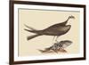 Fishing Hawk-Mark Catesby-Framed Art Print