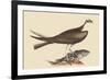 Fishing Hawk-Mark Catesby-Framed Art Print