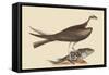 Fishing Hawk-Mark Catesby-Framed Stretched Canvas