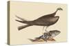 Fishing Hawk-Mark Catesby-Stretched Canvas