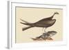 Fishing Hawk-Mark Catesby-Framed Art Print