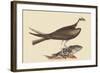 Fishing Hawk-Mark Catesby-Framed Art Print