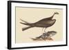 Fishing Hawk-Mark Catesby-Framed Art Print