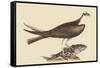 Fishing Hawk-Mark Catesby-Framed Stretched Canvas