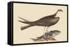 Fishing Hawk-Mark Catesby-Framed Stretched Canvas