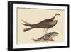 Fishing Hawk-Mark Catesby-Framed Art Print