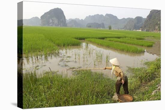 Fishing in the Rice Fields, Tam Coc, Ninh Binh Area, Vietnam, Indochina, Southeast Asia, Asia-Bruno Morandi-Stretched Canvas