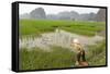 Fishing in the Rice Fields, Tam Coc, Ninh Binh Area, Vietnam, Indochina, Southeast Asia, Asia-Bruno Morandi-Framed Stretched Canvas