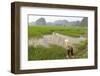 Fishing in the Rice Fields, Tam Coc, Ninh Binh Area, Vietnam, Indochina, Southeast Asia, Asia-Bruno Morandi-Framed Photographic Print