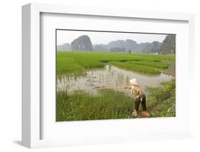 Fishing in the Rice Fields, Tam Coc, Ninh Binh Area, Vietnam, Indochina, Southeast Asia, Asia-Bruno Morandi-Framed Photographic Print