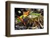 Fishing Lures for Predator-null-Framed Art Print