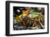 Fishing Lures for Predator-null-Framed Art Print