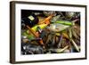 Fishing Lures for Predator-null-Framed Art Print